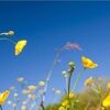 buttercupdeals
